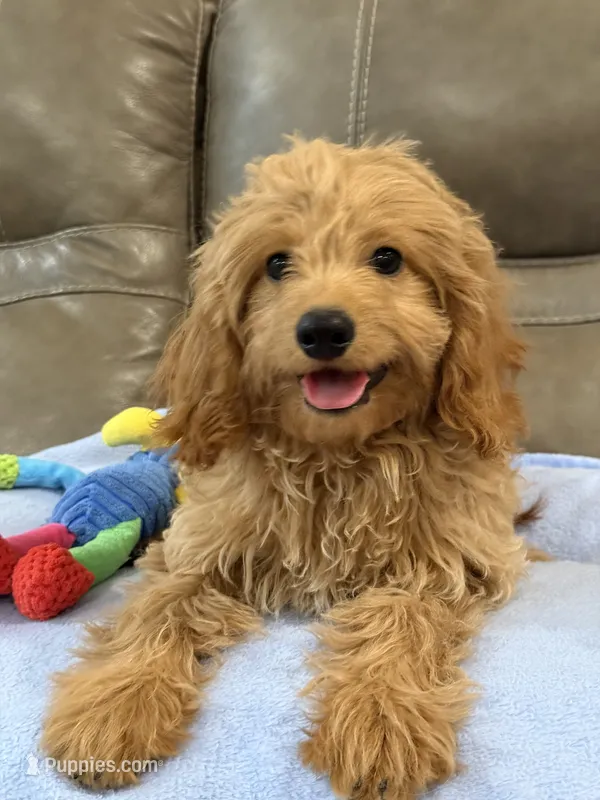 Gizmo – Cavapoo puppy for sale in Springfield, MO