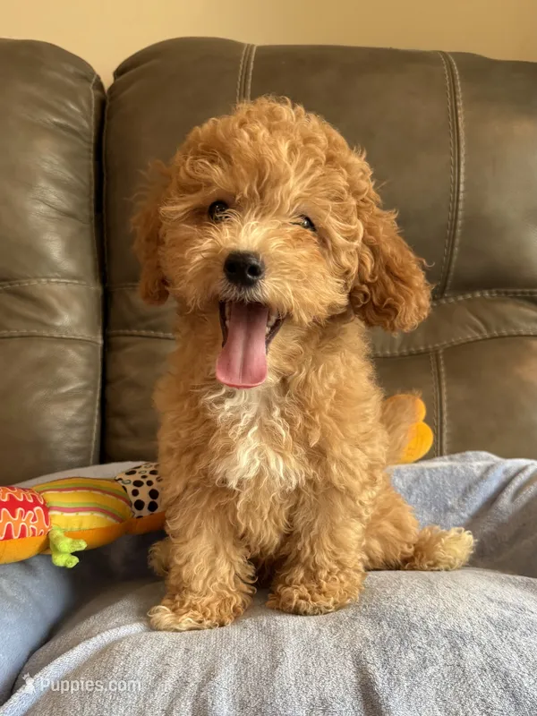 Melvin – Cavapoo puppy for sale in Springfield, MO