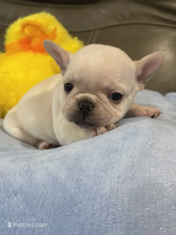 Alex – French Bulldog puppy for sale in Springfield, MO