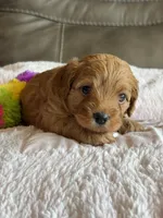 Wanda, a female Cavapoo for sale in Springfield, MO – 5 of 5