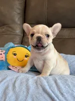 Abby, a female French Bulldog for sale in Springfield, MO – 7 of 10