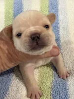 Arlo, a male French Bulldog for sale in Springfield, MO – 2 of 7