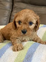 Graham, a male Cavapoo for sale in Springfield, MO – 7 of 10