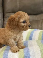 Graham, a male Cavapoo for sale in Springfield, MO – 3 of 10