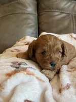 Macho, a male Cavapoo for sale in Springfield, MO – 2 of 8