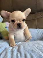 Arlo, a male French Bulldog for sale in Springfield, MO – 2 of 10