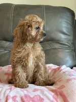 Gabby, a male Cavapoo for sale in Springfield, MO – 3 of 9