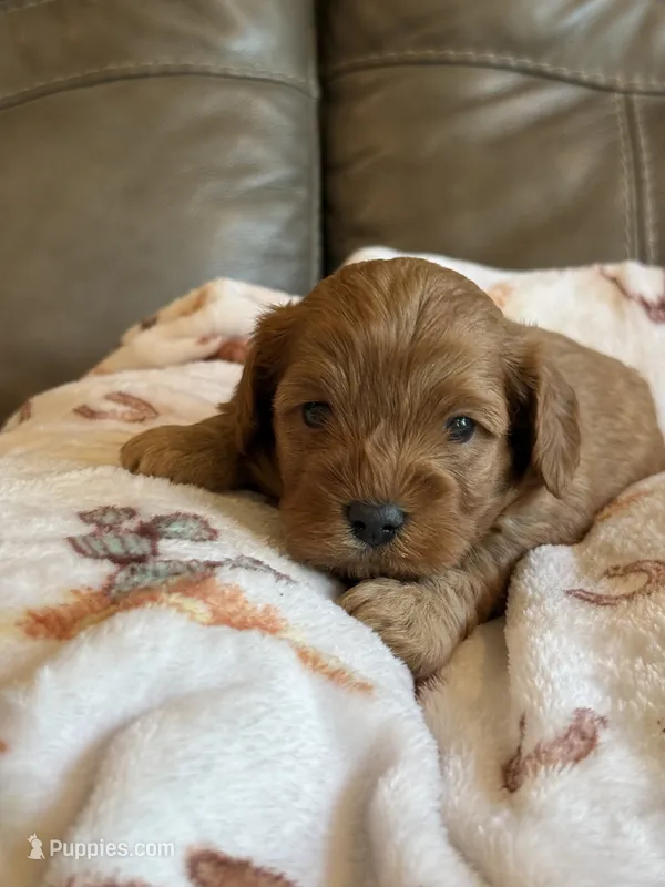 Macho, a male Cavapoo for sale in Springfield, MO – 1 of 8