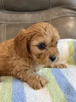 Graham, a male Cavapoo for sale in Springfield, MO – 10 of 10