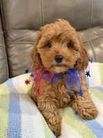 Macho, a male Cavapoo for sale in Springfield, MO – 9 of 10