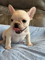Albert, a male French Bulldog for sale in Springfield, MO – 8 of 8