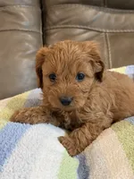 Griffin, a male Cavapoo for sale in Springfield, MO – 6 of 10