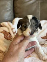 Jasmine, a female Cavapoo for sale in Springfield, MO – 5 of 6