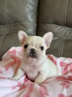 Abby, a female French Bulldog for sale in Springfield, MO – 2 of 10