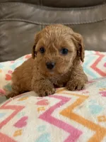 Gabby, a female Cavapoo for sale in Springfield, MO – 9 of 10
