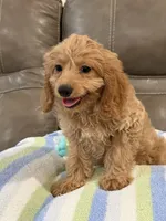 Gizmo, a male Cavapoo for sale in Springfield, MO – 8 of 10