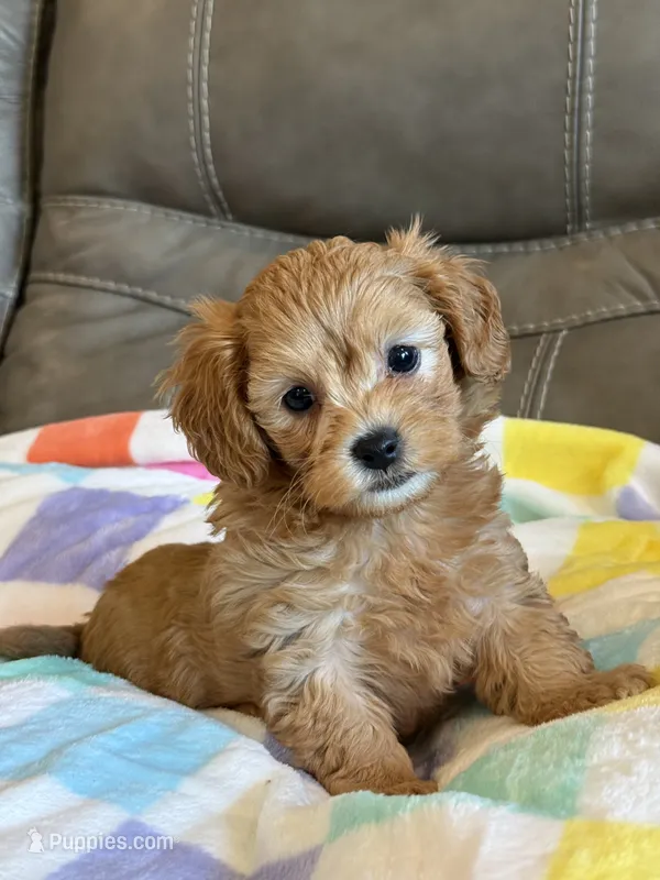 Max – Cavapoo puppy for sale in Springfield, MO
