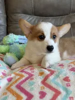 Blake, a male Pembroke Welsh Corgi for sale in Springfield, MO – Photo 6 of 10