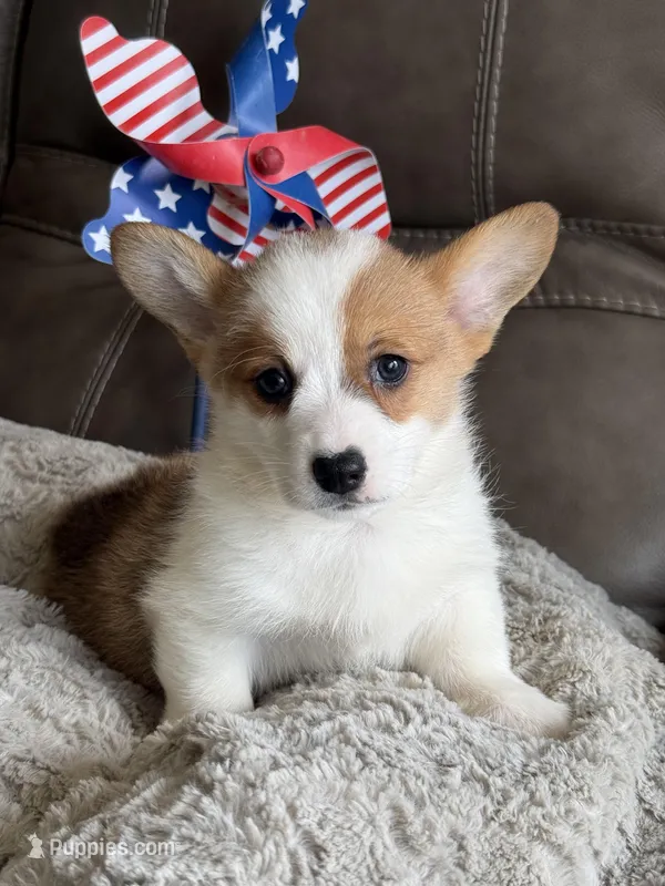 Blake – Pembroke Welsh Corgi puppy for sale in Springfield, MO
