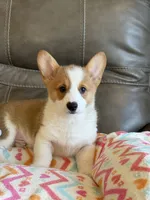 Waylon, a male Pembroke Welsh Corgi for sale in Springfield, MO – Photo 3 of 10