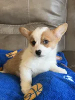 Blake, a male Pembroke Welsh Corgi for sale in Springfield, MO – Photo 2 of 10