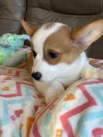 Blake, a male Pembroke Welsh Corgi for sale in Springfield, MO – Photo 10 of 10