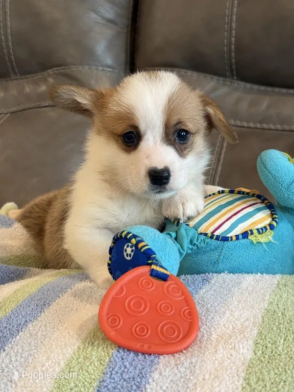 Blake – Pembroke Welsh Corgi puppy for sale in Springfield, MO