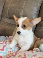 Blake, a male Pembroke Welsh Corgi for sale in Springfield, MO – Photo 4 of 10