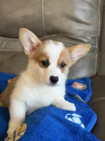 Blake, a male Pembroke Welsh Corgi for sale in Springfield, MO – Photo 1 of 10