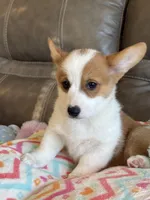 Blake, a male Pembroke Welsh Corgi for sale in Springfield, MO – Photo 5 of 10