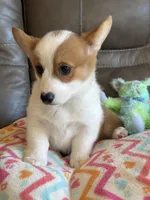 Blake, a male Pembroke Welsh Corgi for sale in Springfield, MO – Photo 7 of 10