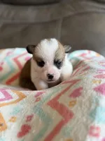 Blake, a male Pembroke Welsh Corgi for sale in Springfield, MO – Photo 3 of 5