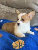 Blake, a male Pembroke Welsh Corgi for sale in Springfield, MO – Photo 3 of 10