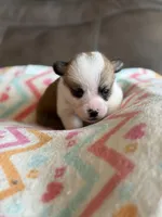 Blake, a male Pembroke Welsh Corgi for sale in Springfield, MO – Photo 1 of 5