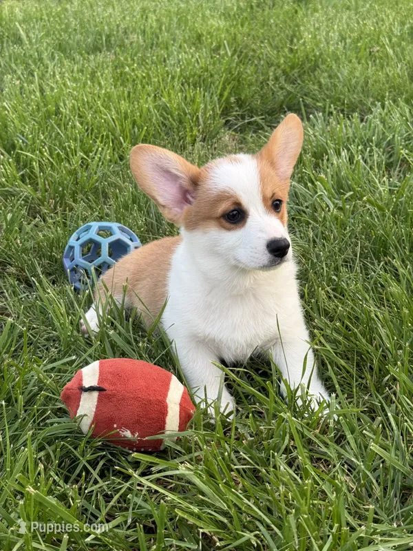 Blake – Pembroke Welsh Corgi puppy for sale in Springfield, MO