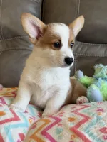 Blake, a male Pembroke Welsh Corgi for sale in Springfield, MO – Photo 8 of 10