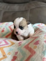 Blake, a male Pembroke Welsh Corgi for sale in Springfield, MO – Photo 4 of 5