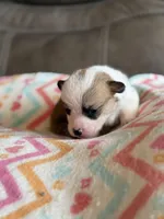 Blake, a male Pembroke Welsh Corgi for sale in Springfield, MO – Photo 2 of 5