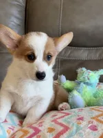 Blake, a male Pembroke Welsh Corgi for sale in Springfield, MO – Photo 9 of 10