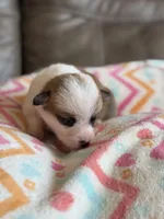 Blake, a male Pembroke Welsh Corgi for sale in Springfield, MO – Photo 5 of 5