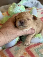 Isabelle, a female Cavapoo for sale in Springfield, MO – Photo 1 of 4