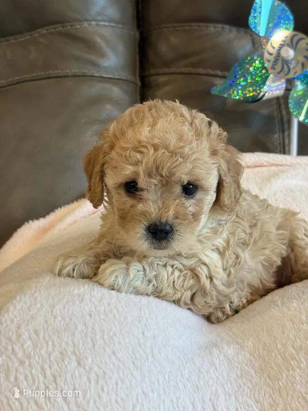 Ivy – Cavapoo puppy for sale in Springfield, MO