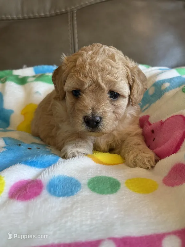 Isabelle – Cavapoo puppy for sale in Springfield, MO
