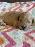 Isabelle, a female Cavapoo for sale in Springfield, MO – Photo 4 of 4