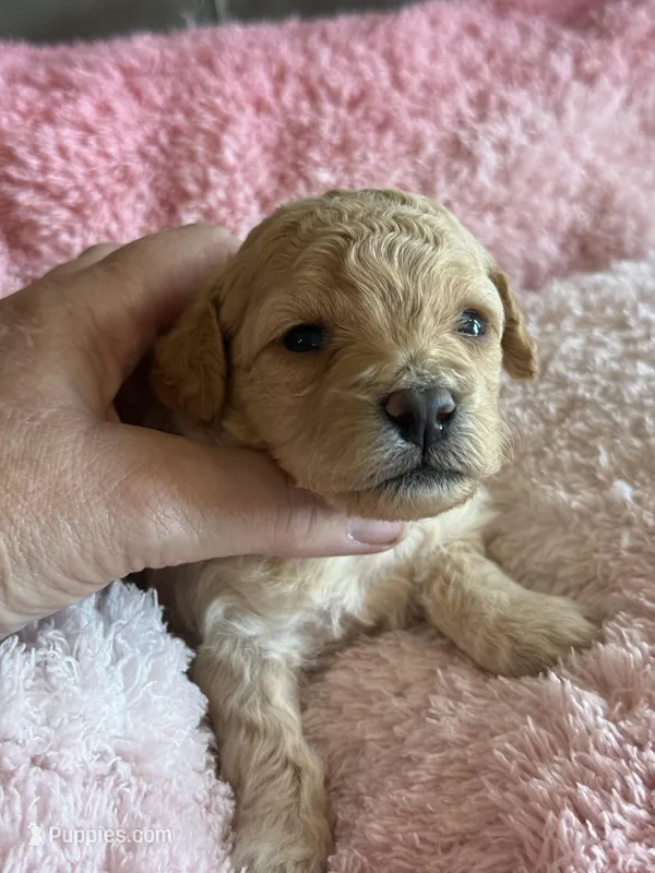 Isabelle – Cavapoo puppy for sale in Springfield, MO