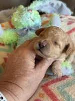 Isabelle, a female Cavapoo for sale in Springfield, MO – Photo 3 of 4