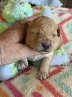 Isabelle, a female Cavapoo for sale in Springfield, MO – Photo 2 of 4