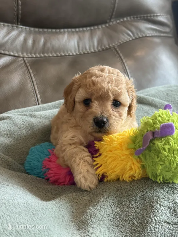 Isabelle – Cavapoo puppy for sale in Springfield, MO