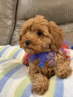 Macho, a male Cavapoo for sale in Springfield, MO – 5 of 10