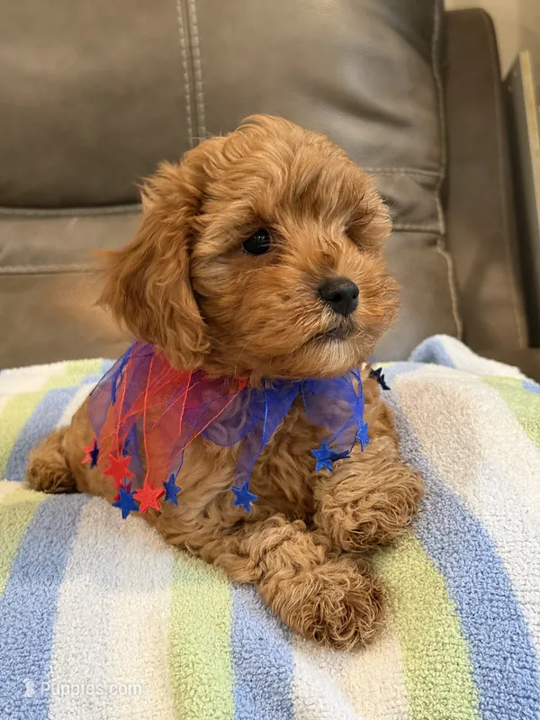 Macho – Cavapoo puppy for sale in Springfield, MO